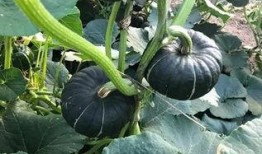 吃瓜吃火的网红有哪些名字,吃瓜吃火，盘点那些话题不断的网络红人