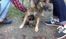 最新台湾狗崽爆料新闻视频,最新视频揭露惊人内幕